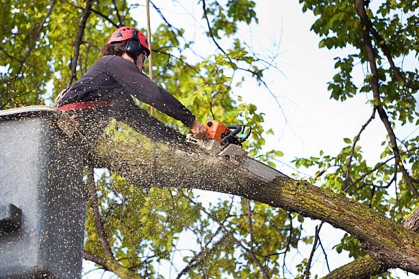 Tree Health Inspection in Deer Park, WA